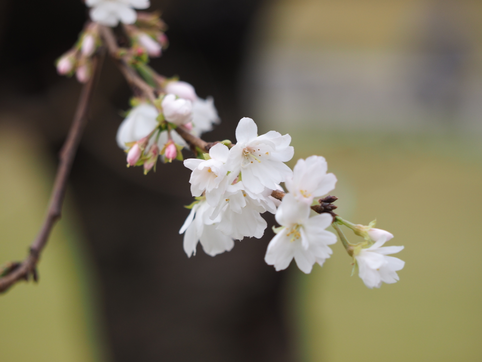 f:id:k10no3:20181020102457j:image:w640
