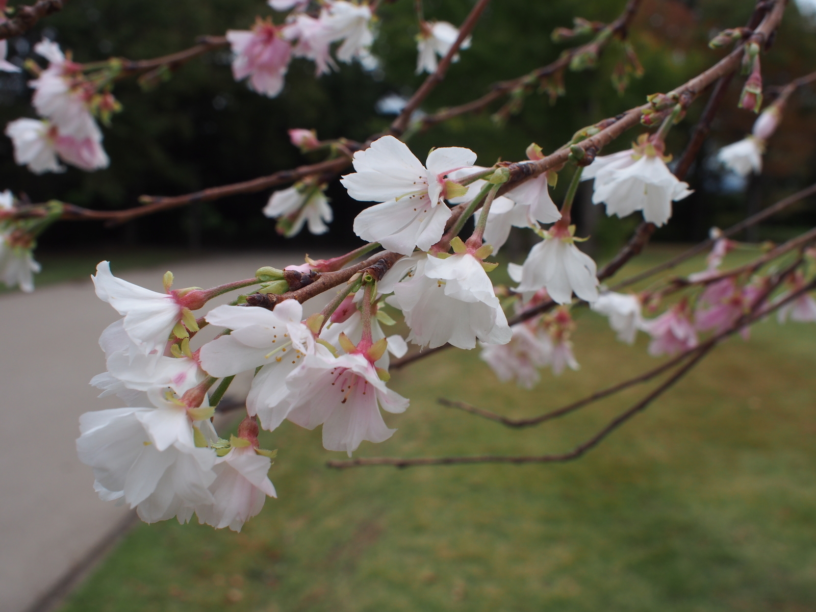 f:id:k10no3:20181020102911j:image:w640