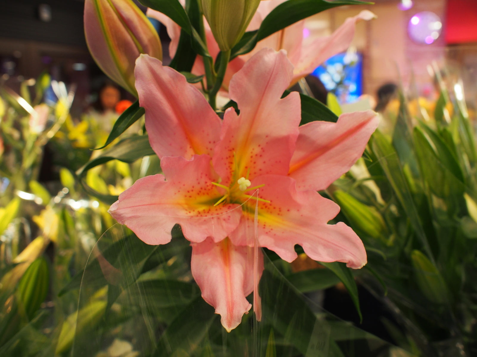 f:id:k10no3:20181021105214j:image:w640