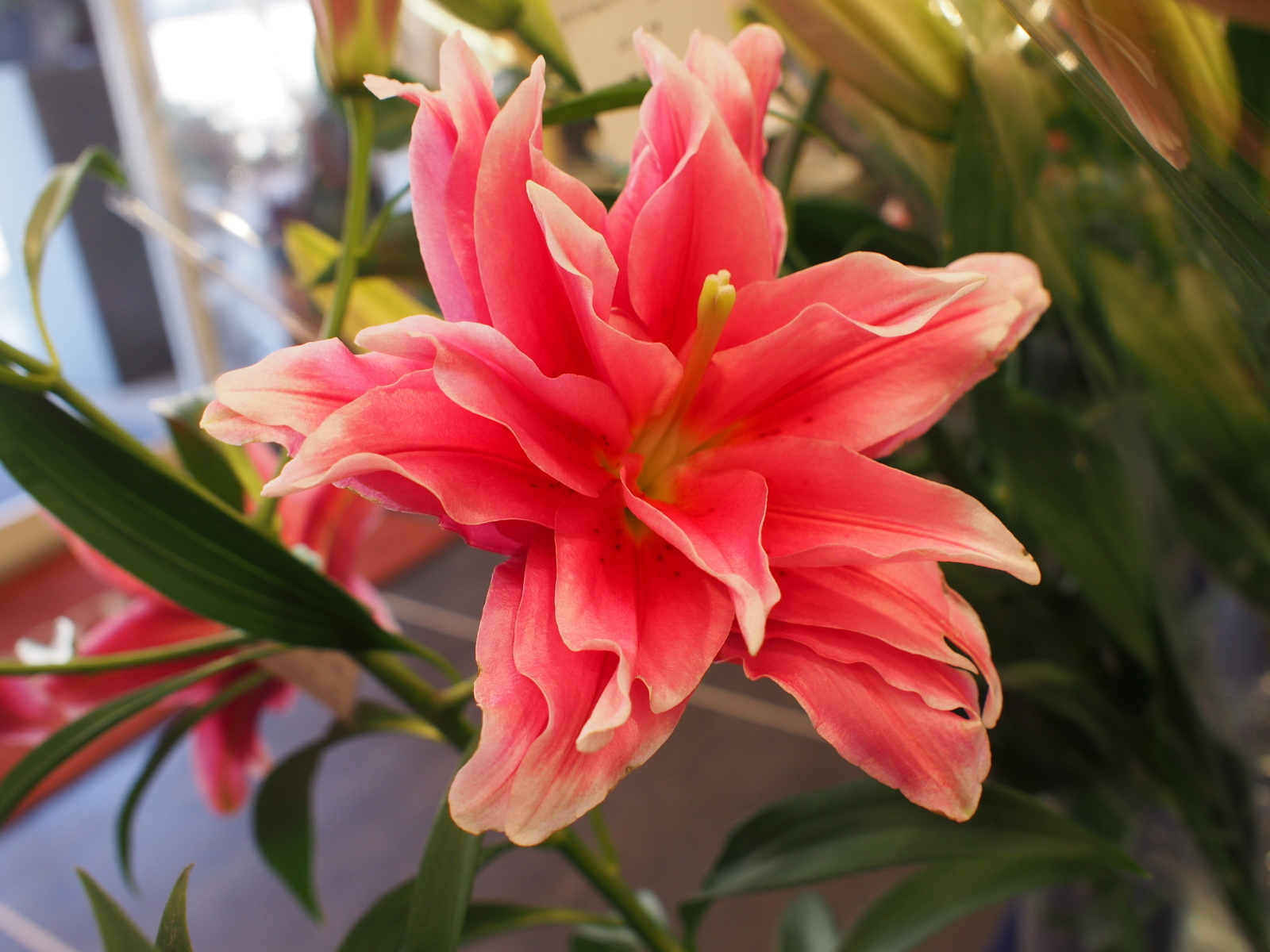f:id:k10no3:20181021105427j:image:w318