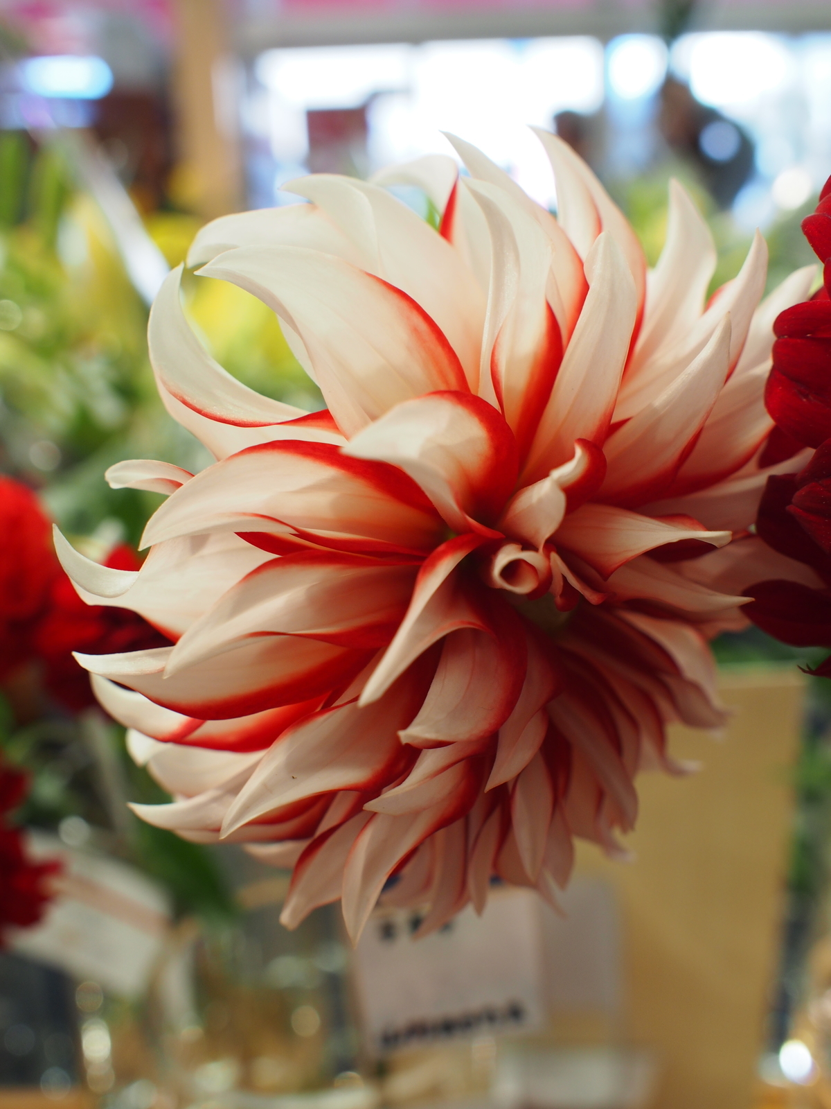 f:id:k10no3:20181021105525j:image:w640