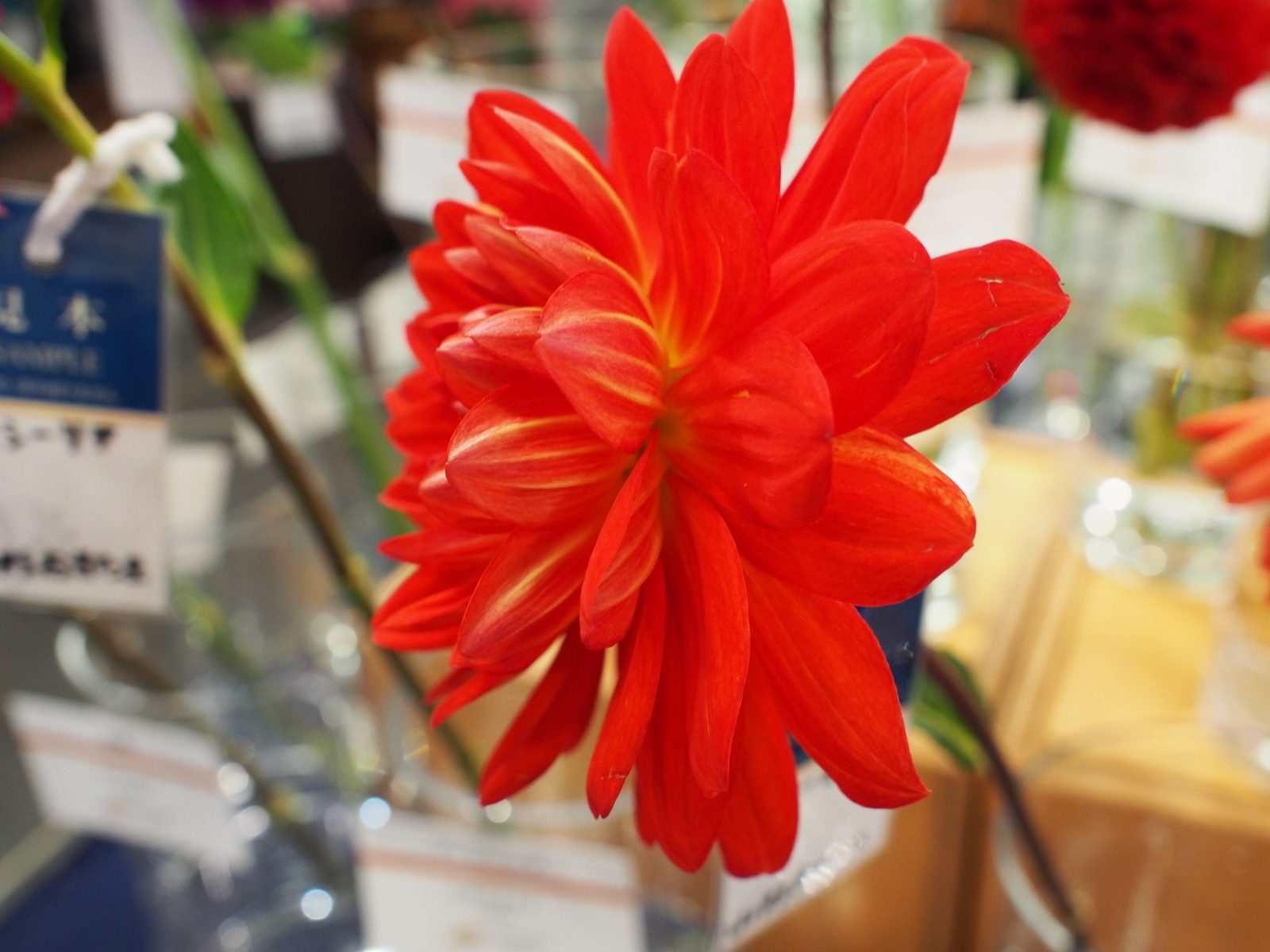 f:id:k10no3:20181021105559j:image:w318