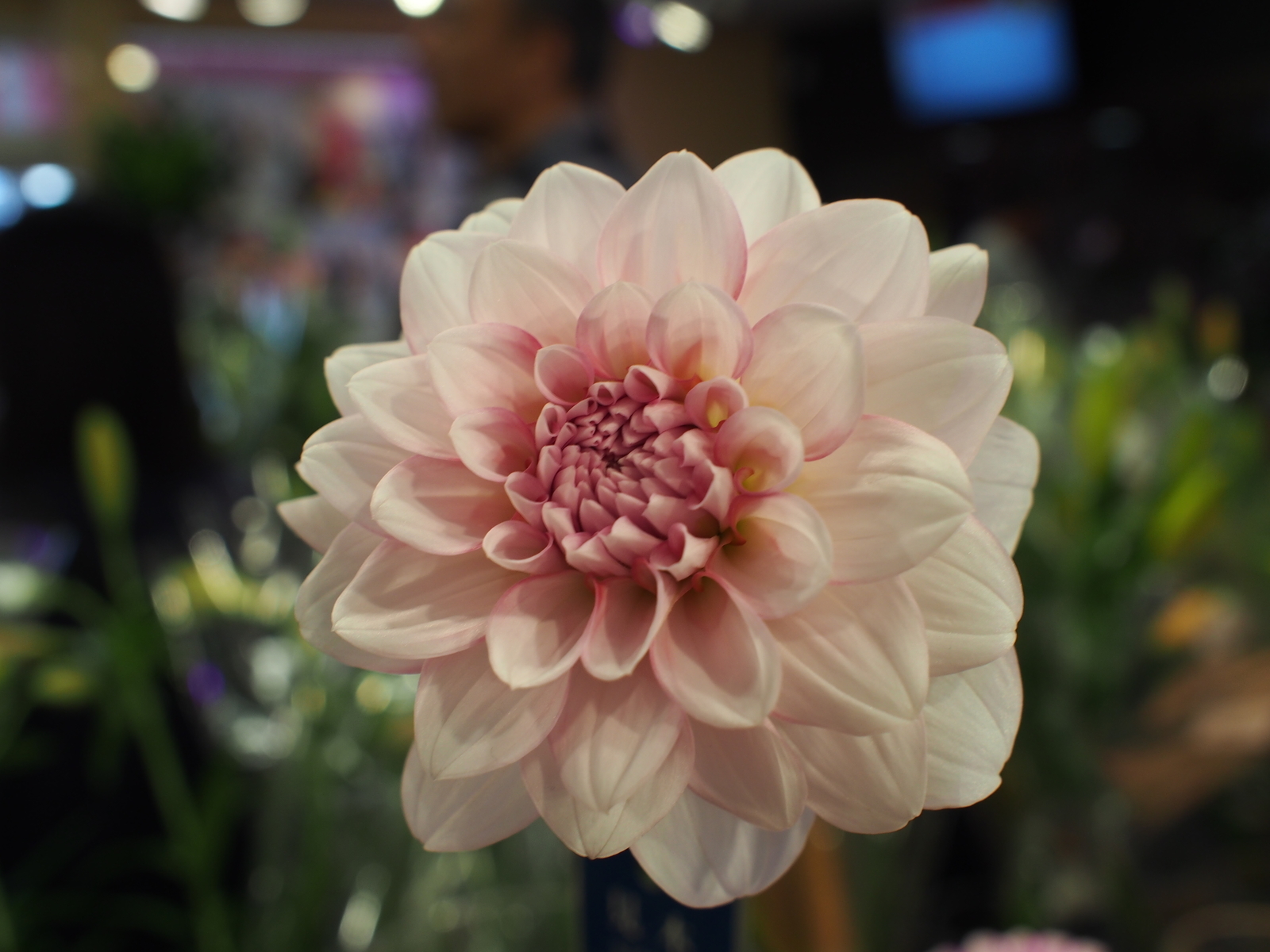f:id:k10no3:20181021105646j:image:w640