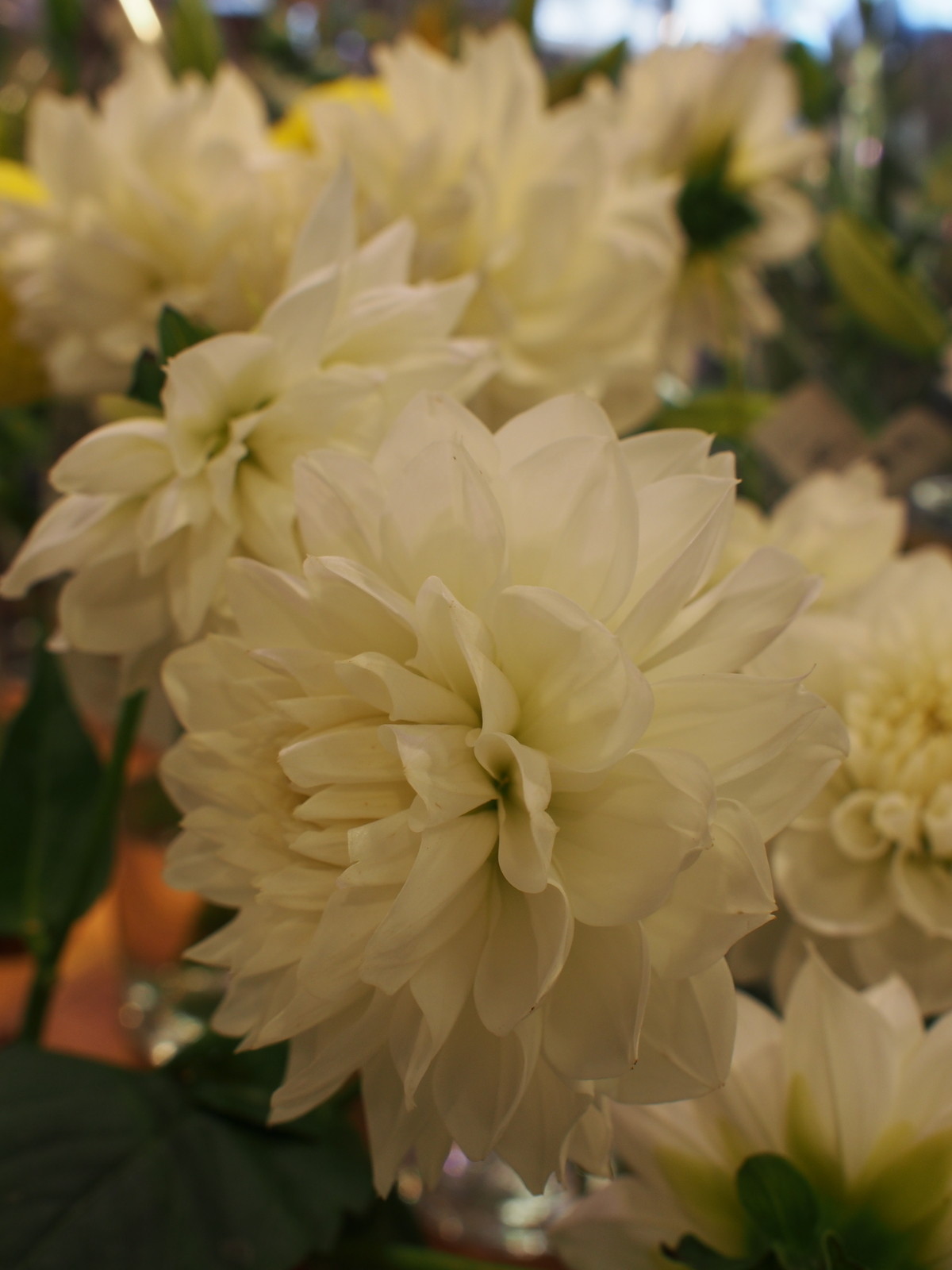 f:id:k10no3:20181021105730j:image:w318