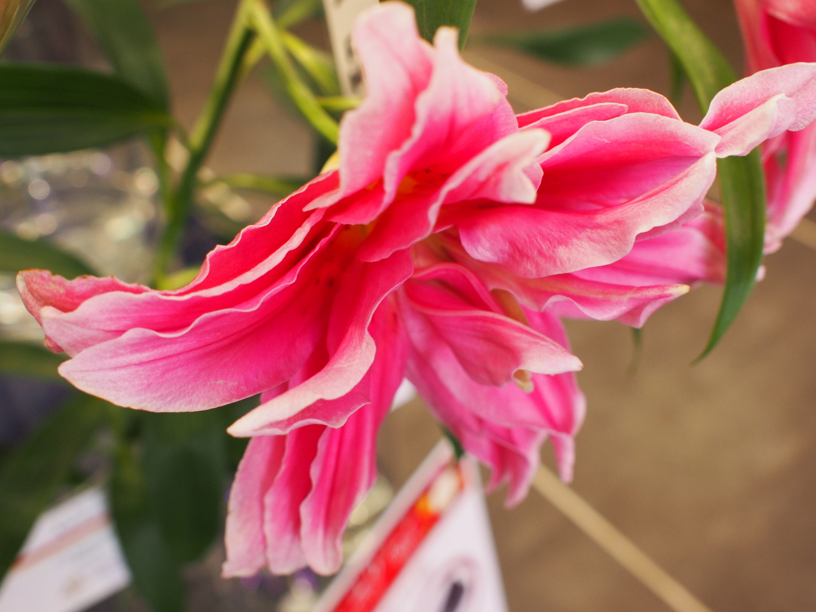 f:id:k10no3:20181021110148j:image:w640