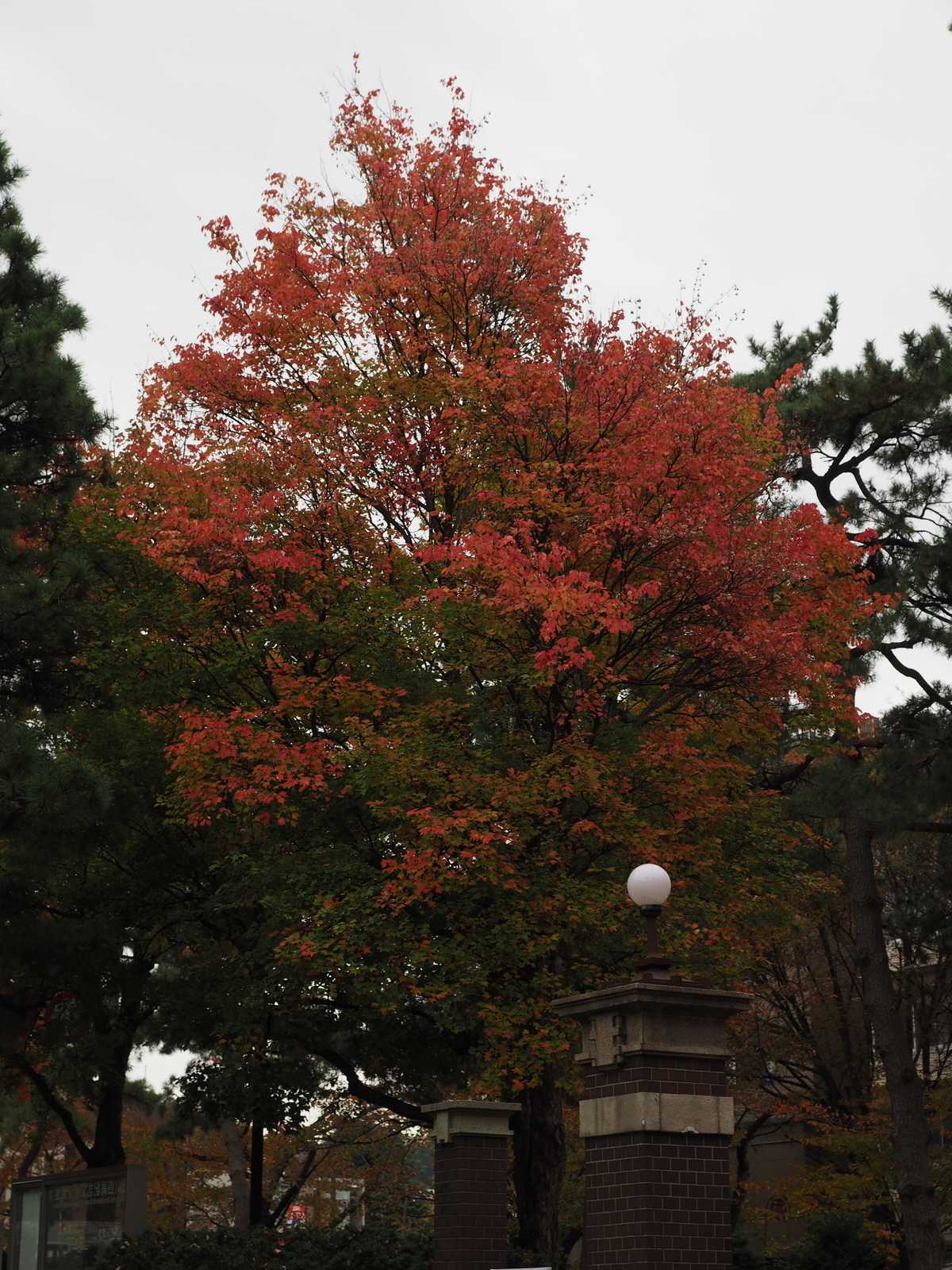f:id:k10no3:20181104141722j:image:w318