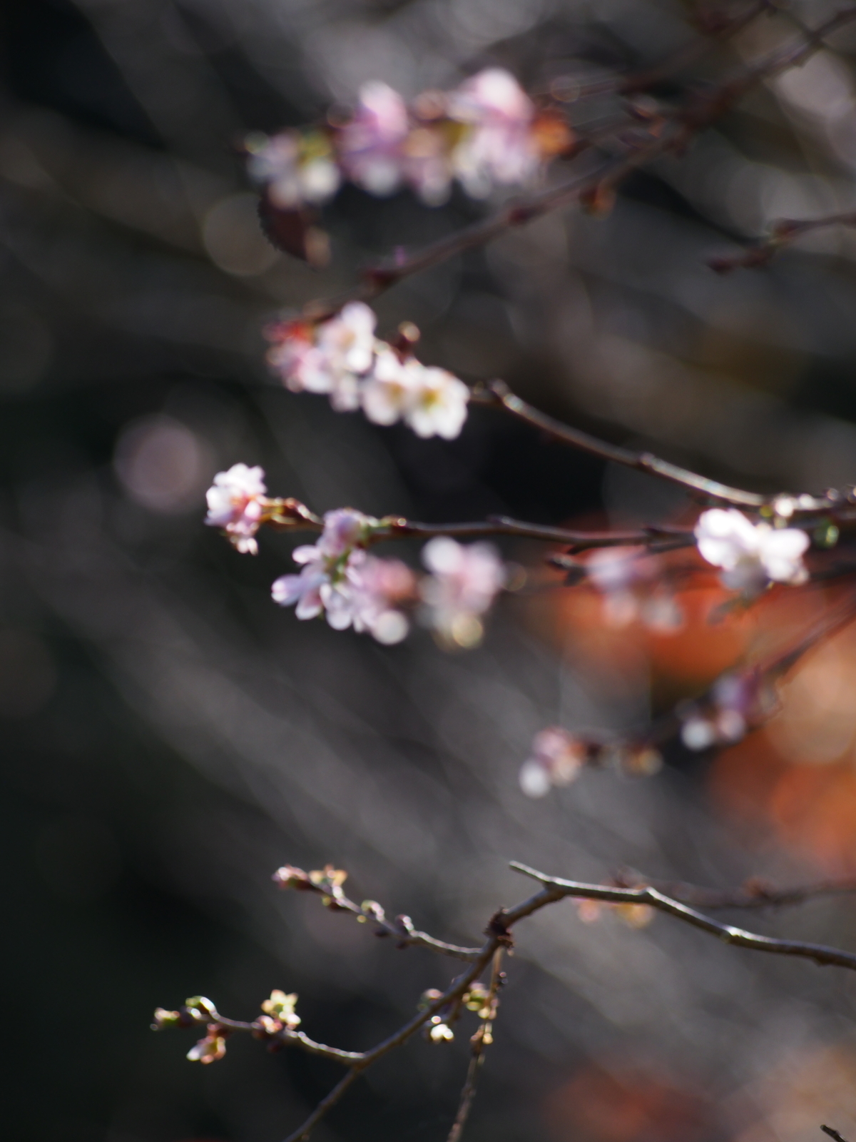 f:id:k10no3:20181110131622j:image:w318