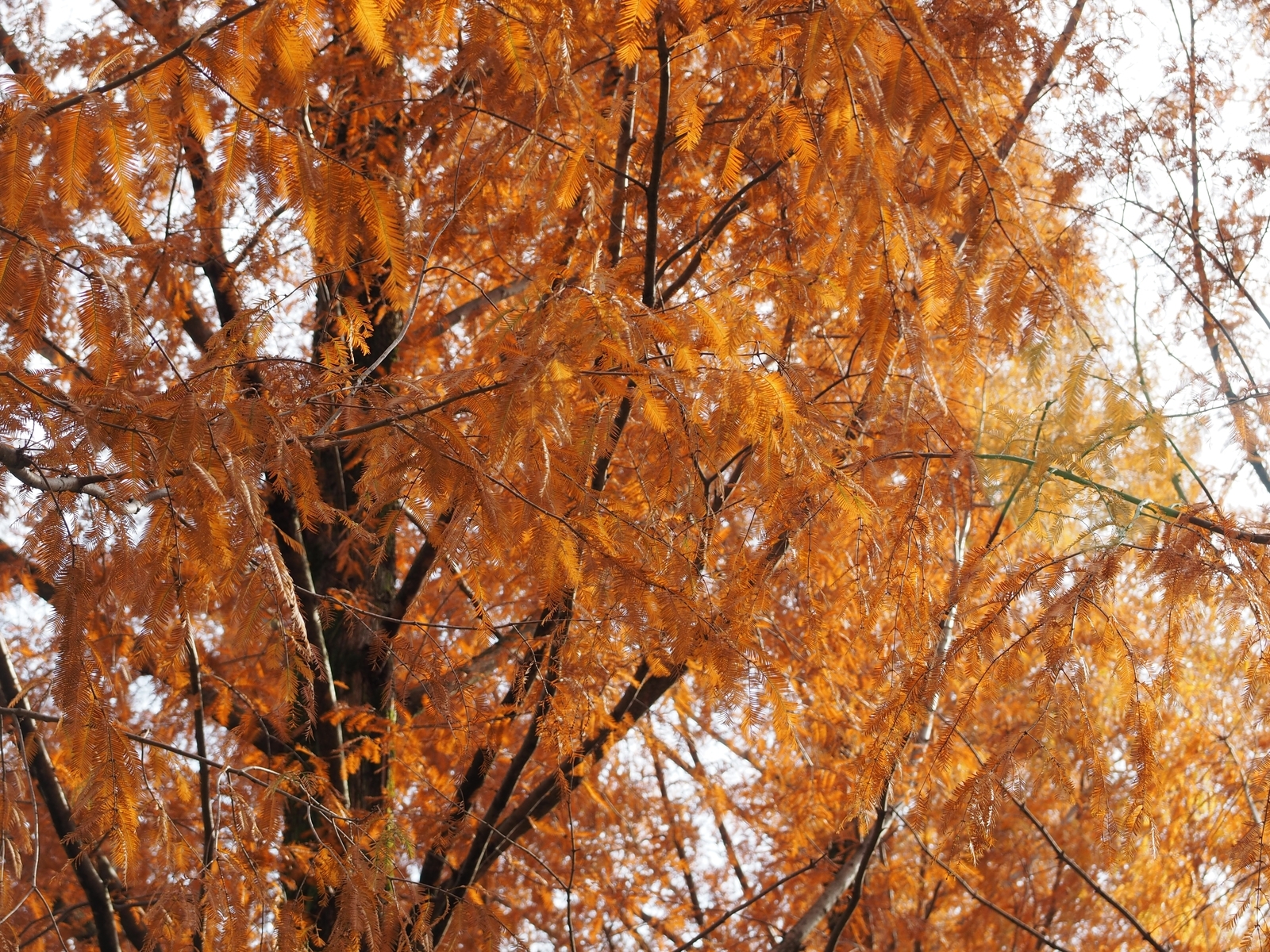 f:id:k10no3:20181202193553j:plain