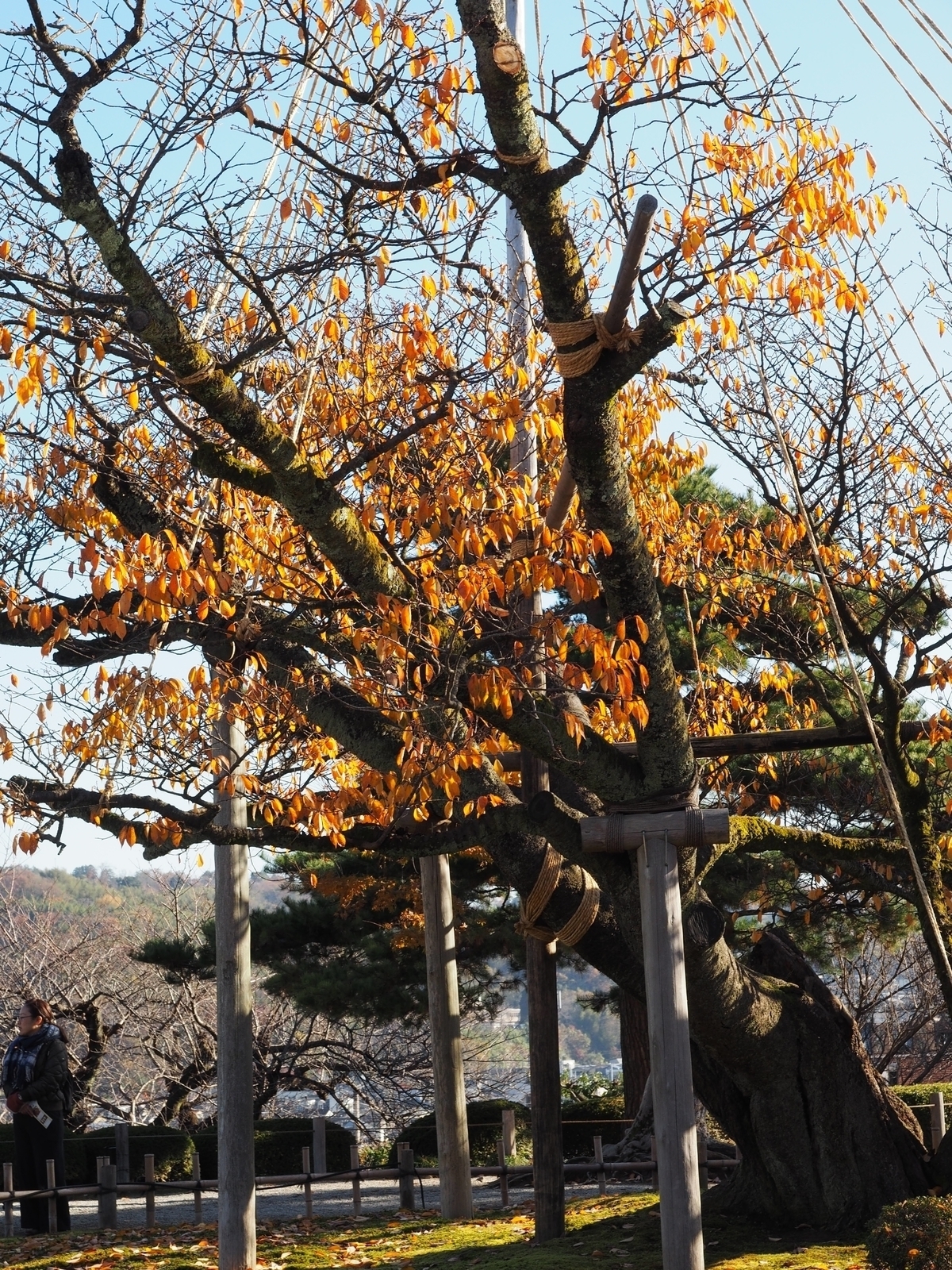 f:id:k10no3:20181209211347j:plain