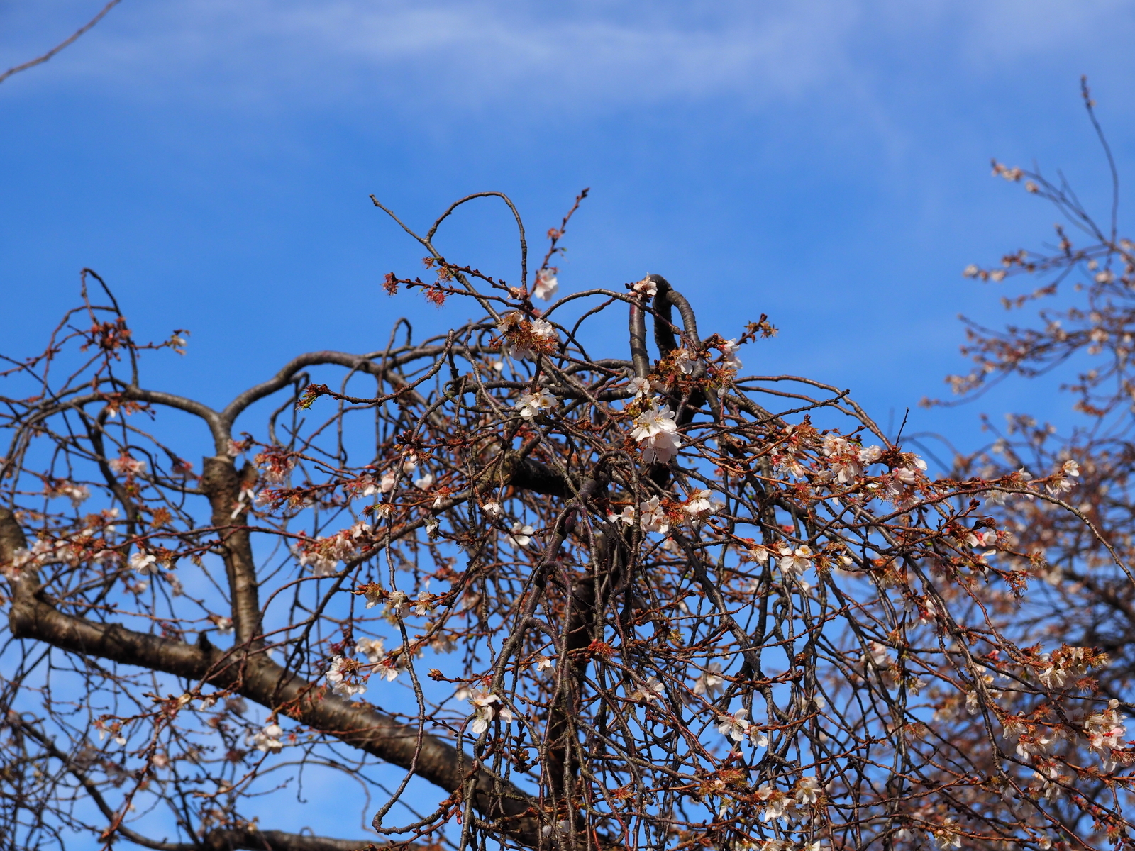 f:id:k10no3:20181216105822j:plain