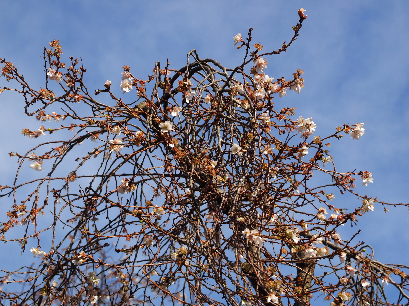 f:id:k10no3:20181216110021j:plain