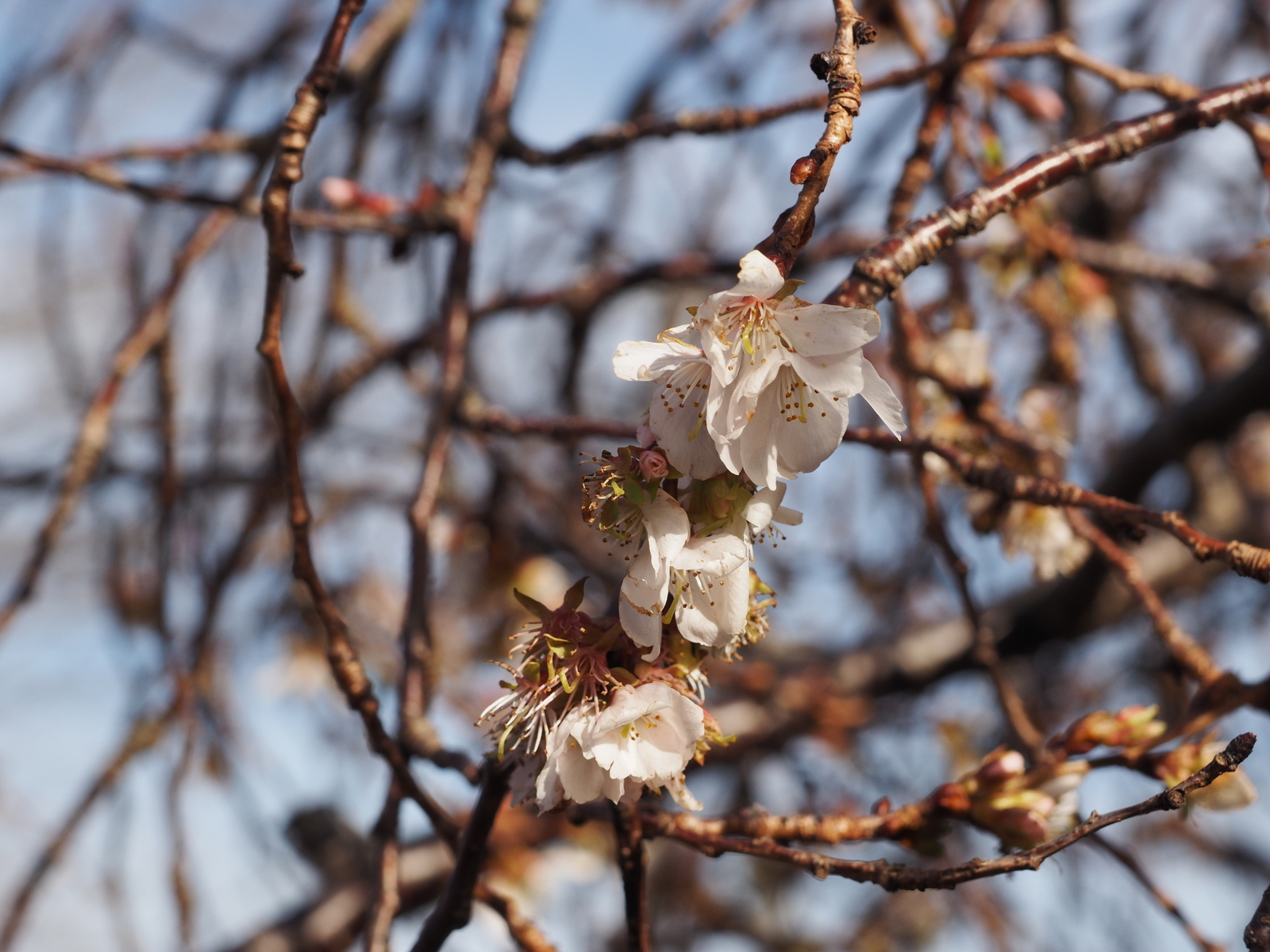 f:id:k10no3:20181216110403j:plain