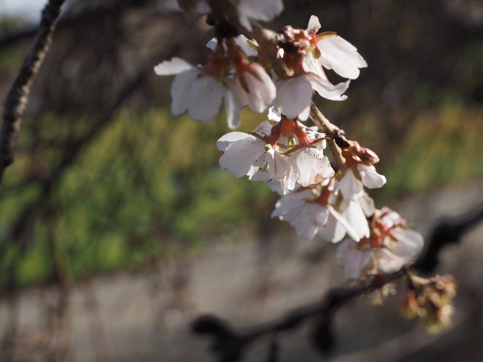 f:id:k10no3:20181216110630j:plain