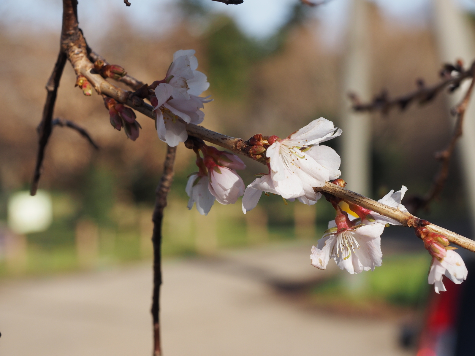 f:id:k10no3:20181216110643j:plain