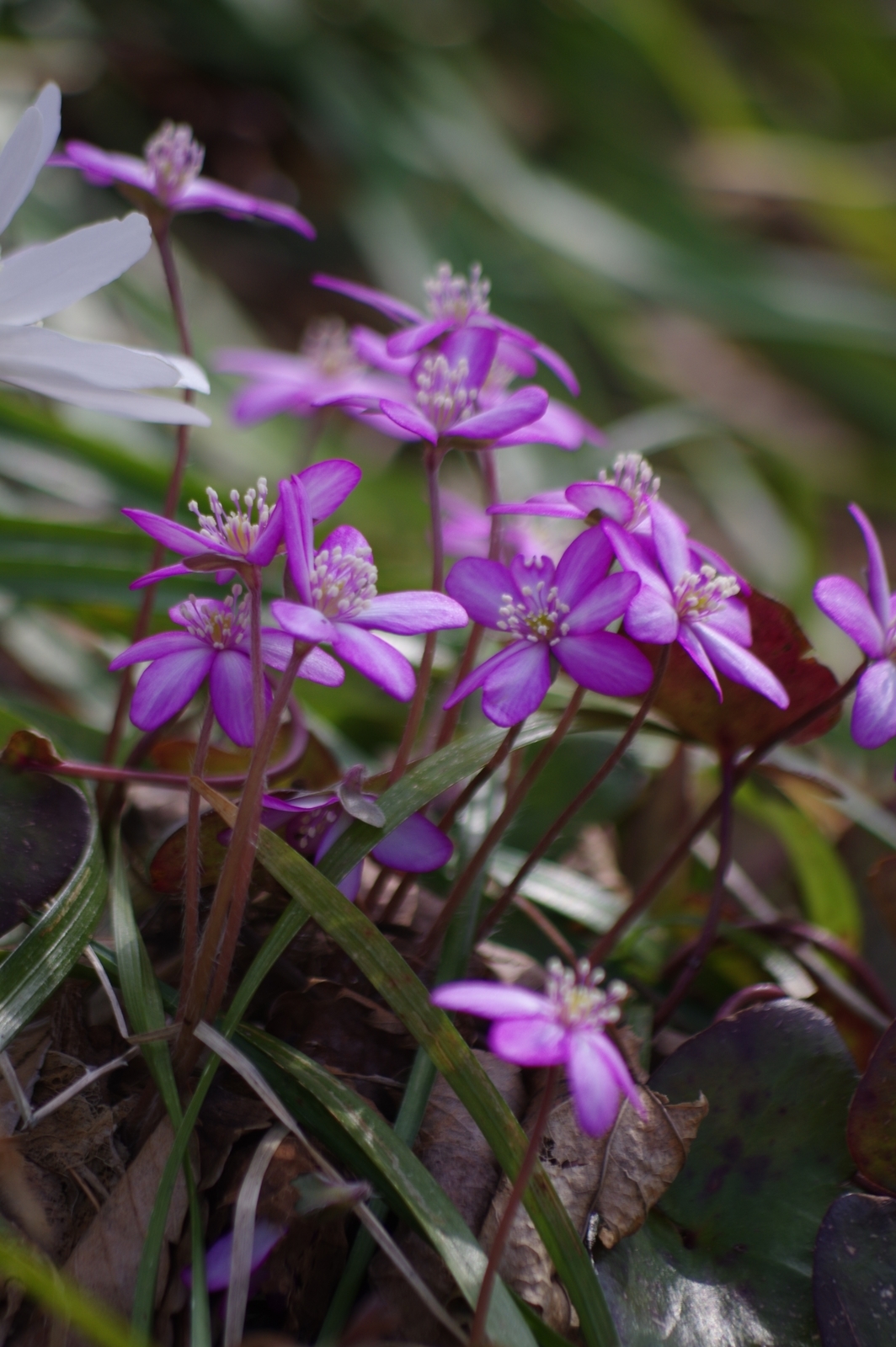 f:id:k10no3:20190120165128j:plain