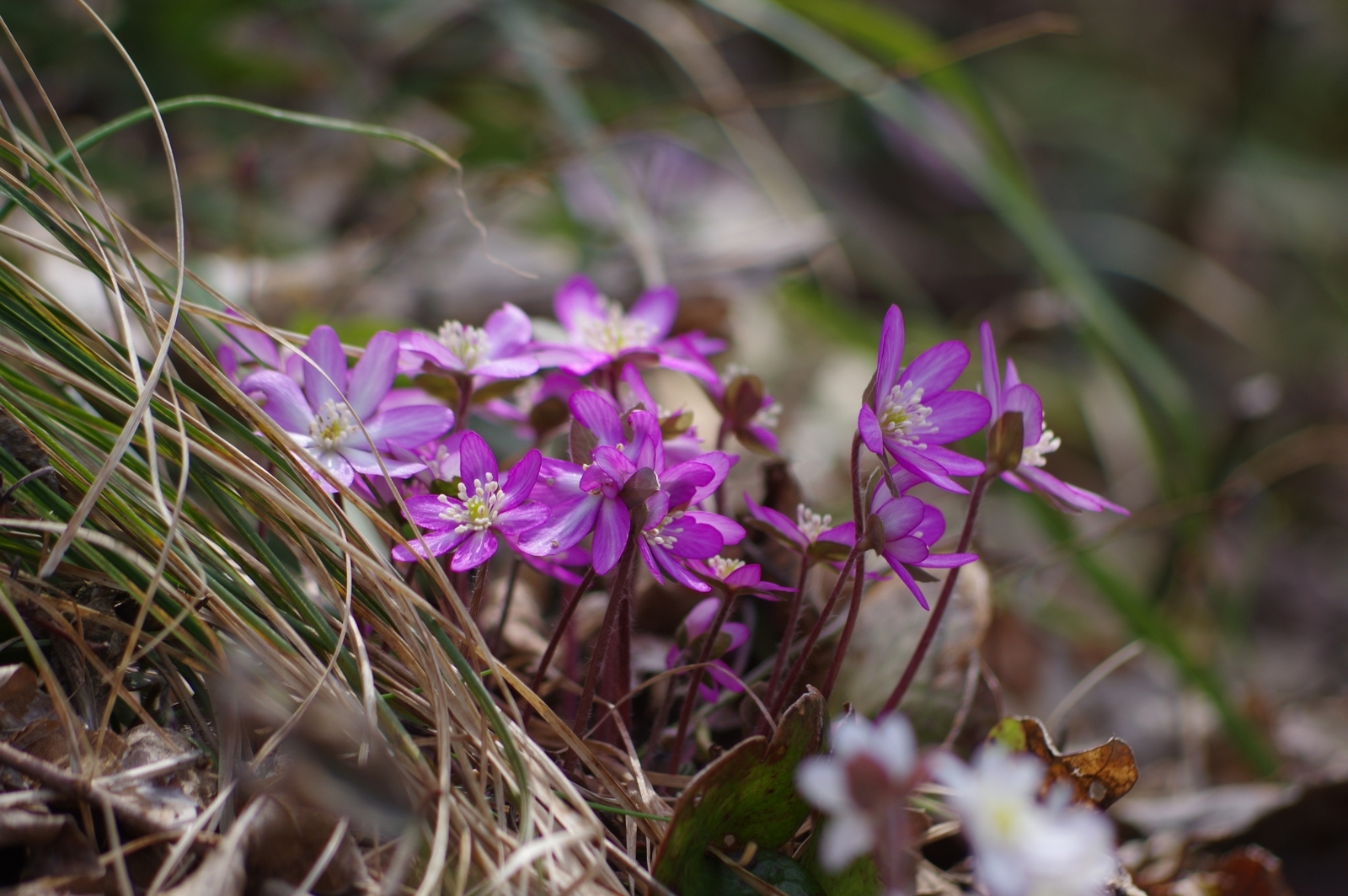 f:id:k10no3:20190120165211j:plain