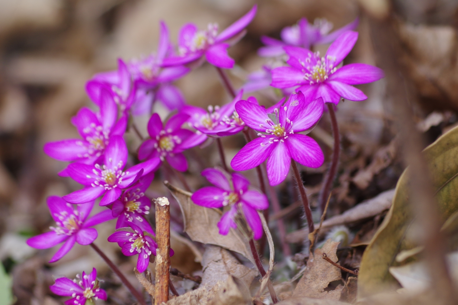 f:id:k10no3:20190120165344j:plain