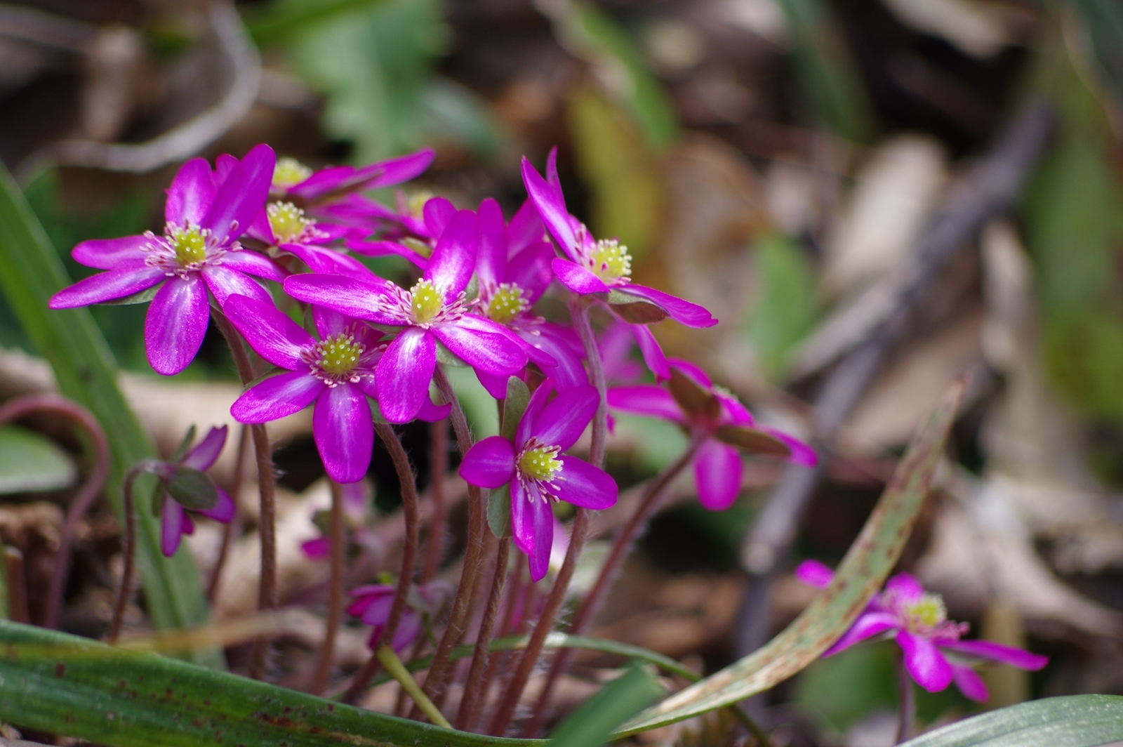 f:id:k10no3:20190120165515j:plain