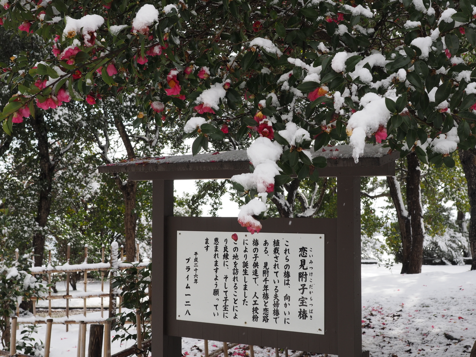 f:id:k10no3:20190126122307j:plain