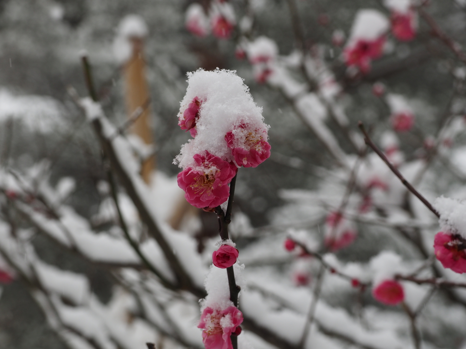 f:id:k10no3:20190210085827j:plain