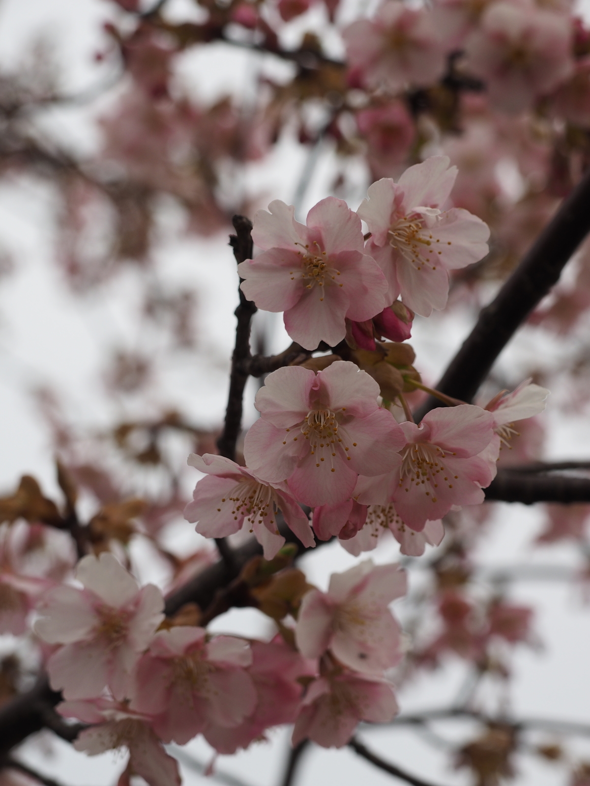 f:id:k10no3:20190227073152j:plain f:id:k10no3:20190227073152j:plain