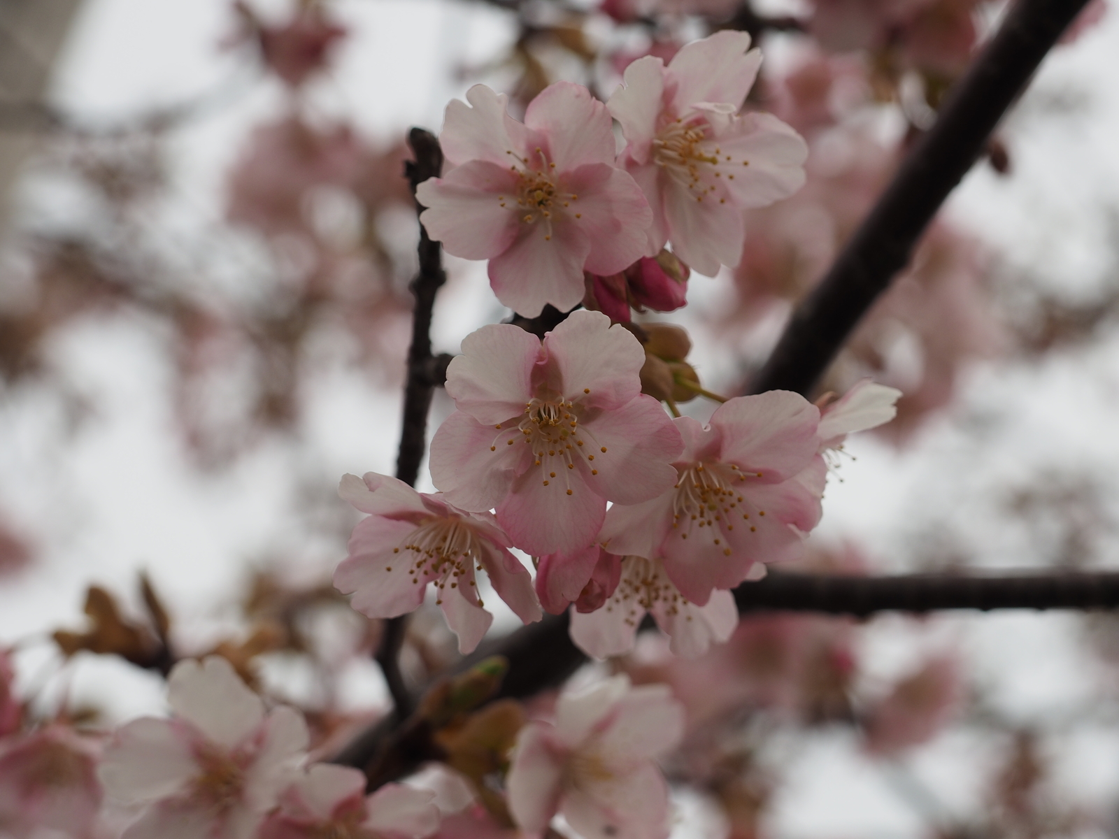 f:id:k10no3:20190227073156j:plain f:id:k10no3:20190227073156j:plain