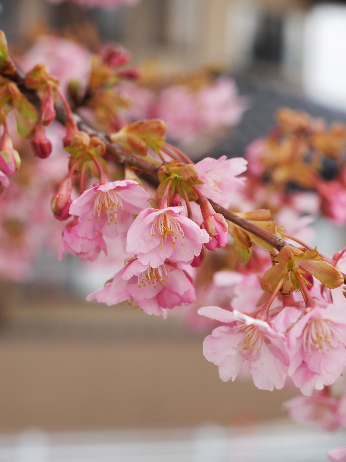 f:id:k10no3:20190227073429j:plain f:id:k10no3:20190227073429j:plain