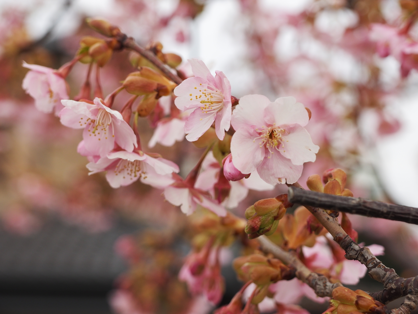 f:id:k10no3:20190227073542j:plain f:id:k10no3:20190227073542j:plain