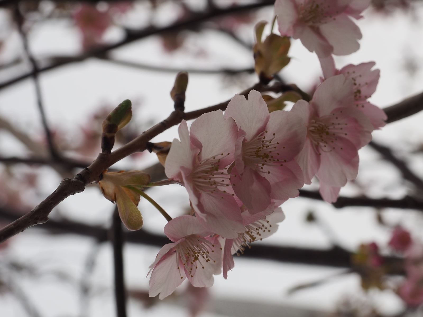f:id:k10no3:20190227073718j:plain f:id:k10no3:20190227073718j:plain