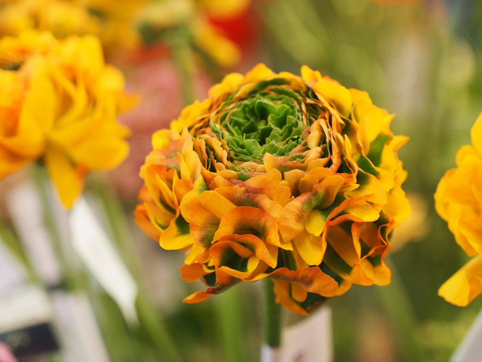 f:id:k10no3:20190303130736j:plain f:id:k10no3:20190303130736j:plain