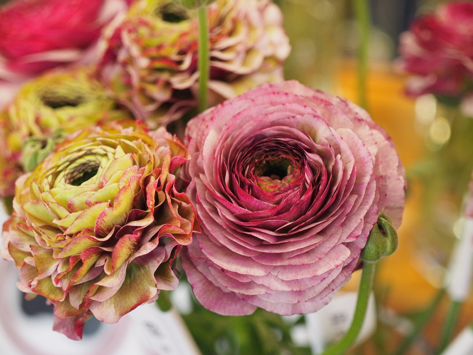 f:id:k10no3:20190303130802j:plain