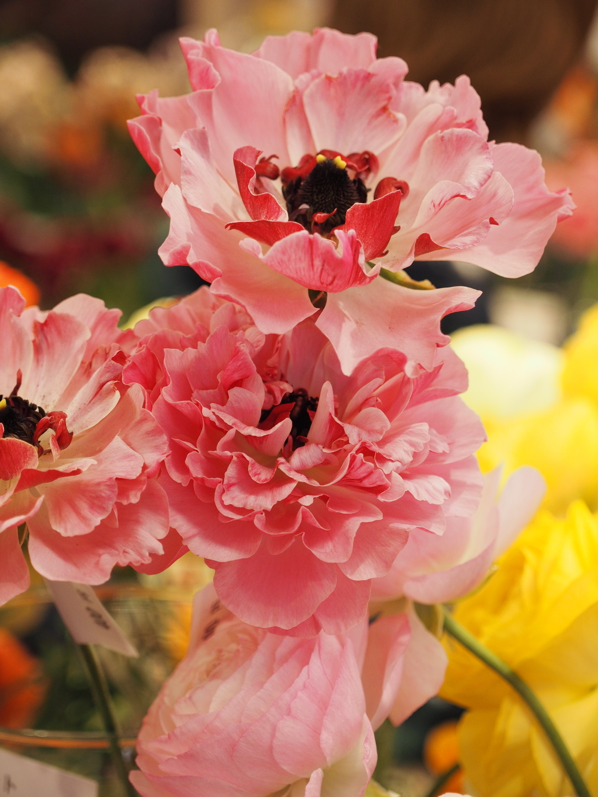 f:id:k10no3:20190303130845j:plain
