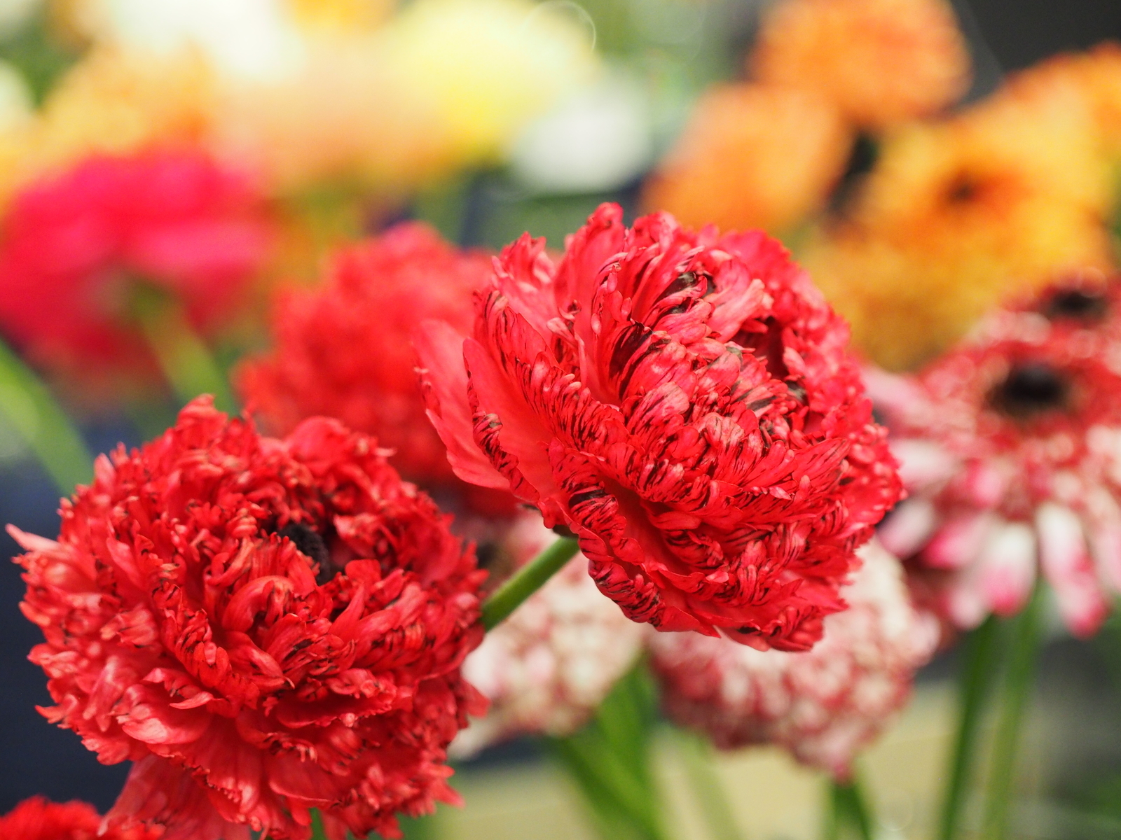 f:id:k10no3:20190303130956j:plain