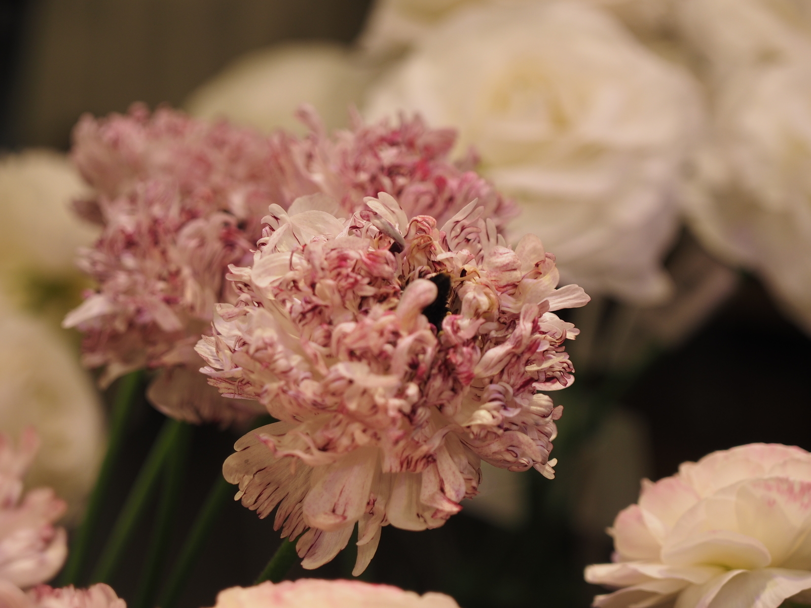 f:id:k10no3:20190303131053j:plain