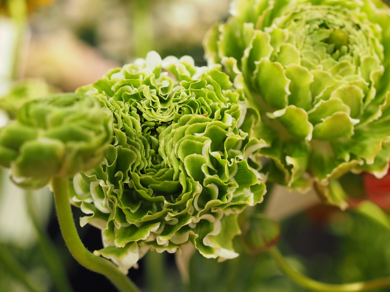 f:id:k10no3:20190303131217j:plain