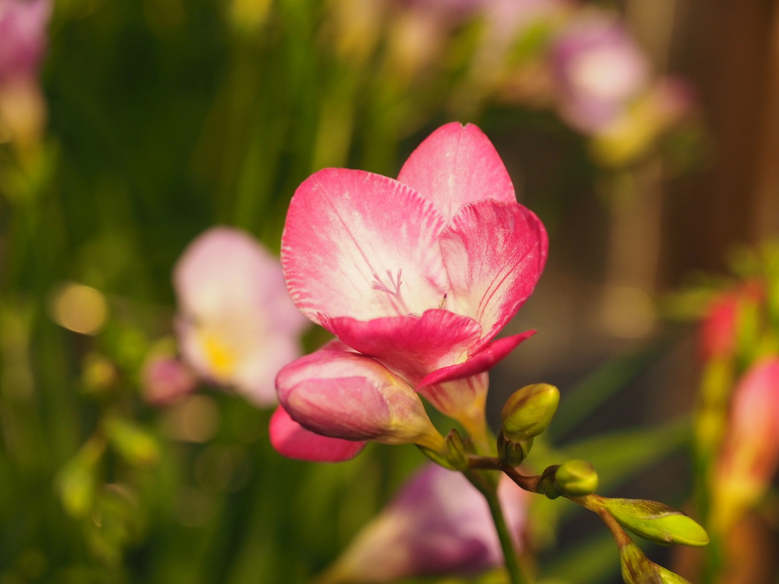 f:id:k10no3:20190303131641j:plain