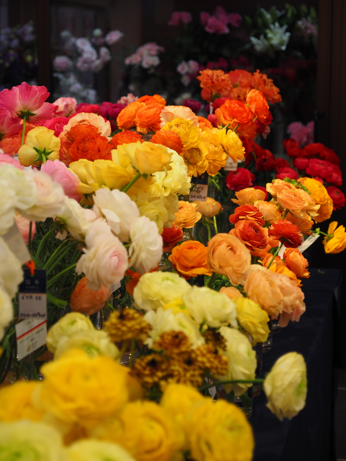 f:id:k10no3:20190303131948j:plain