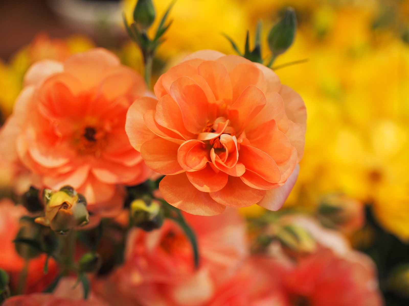 f:id:k10no3:20190303132029j:plain