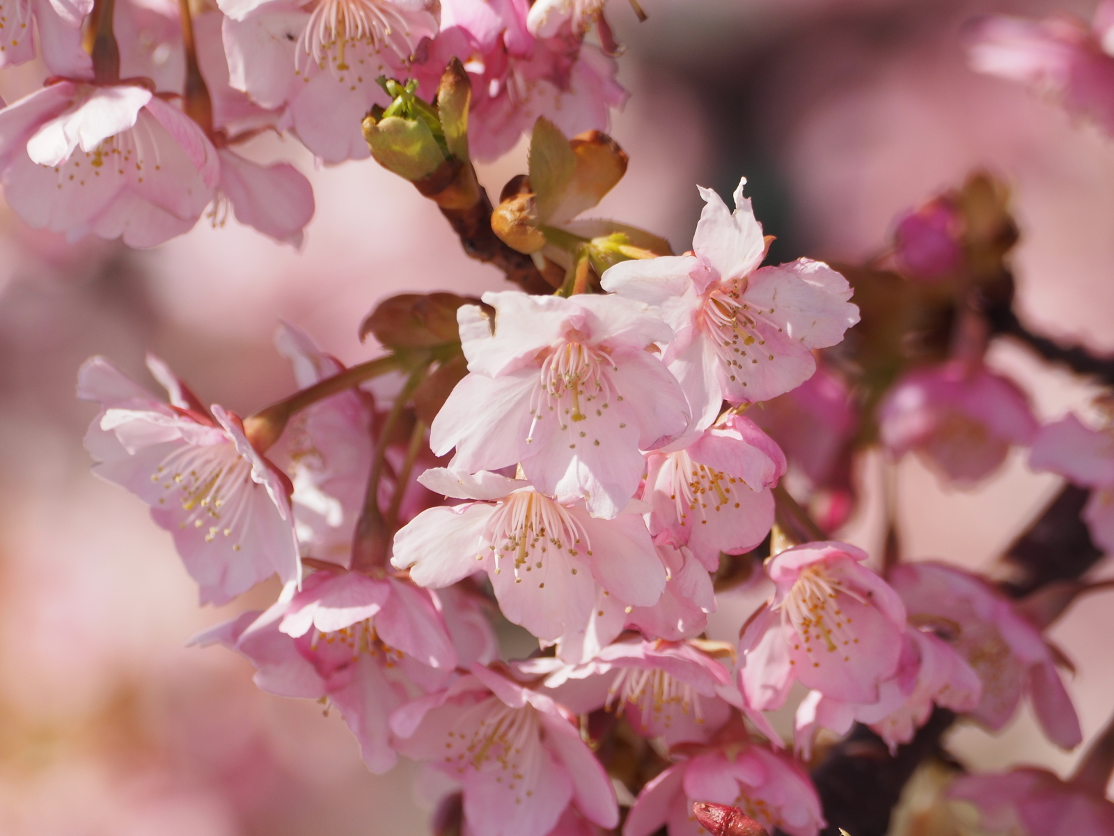 f:id:k10no3:20190309101711j:plain