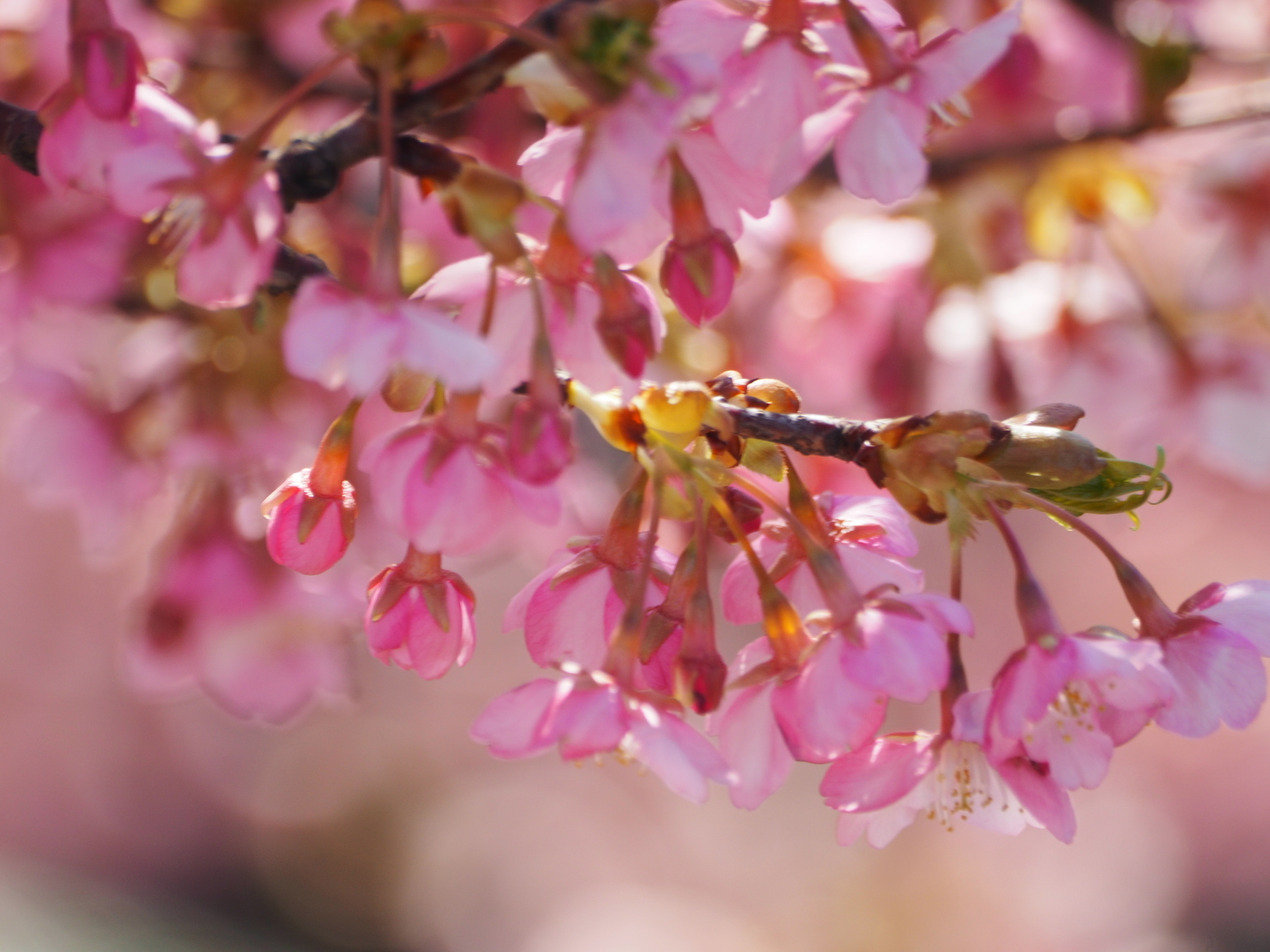 f:id:k10no3:20190309102156j:plain