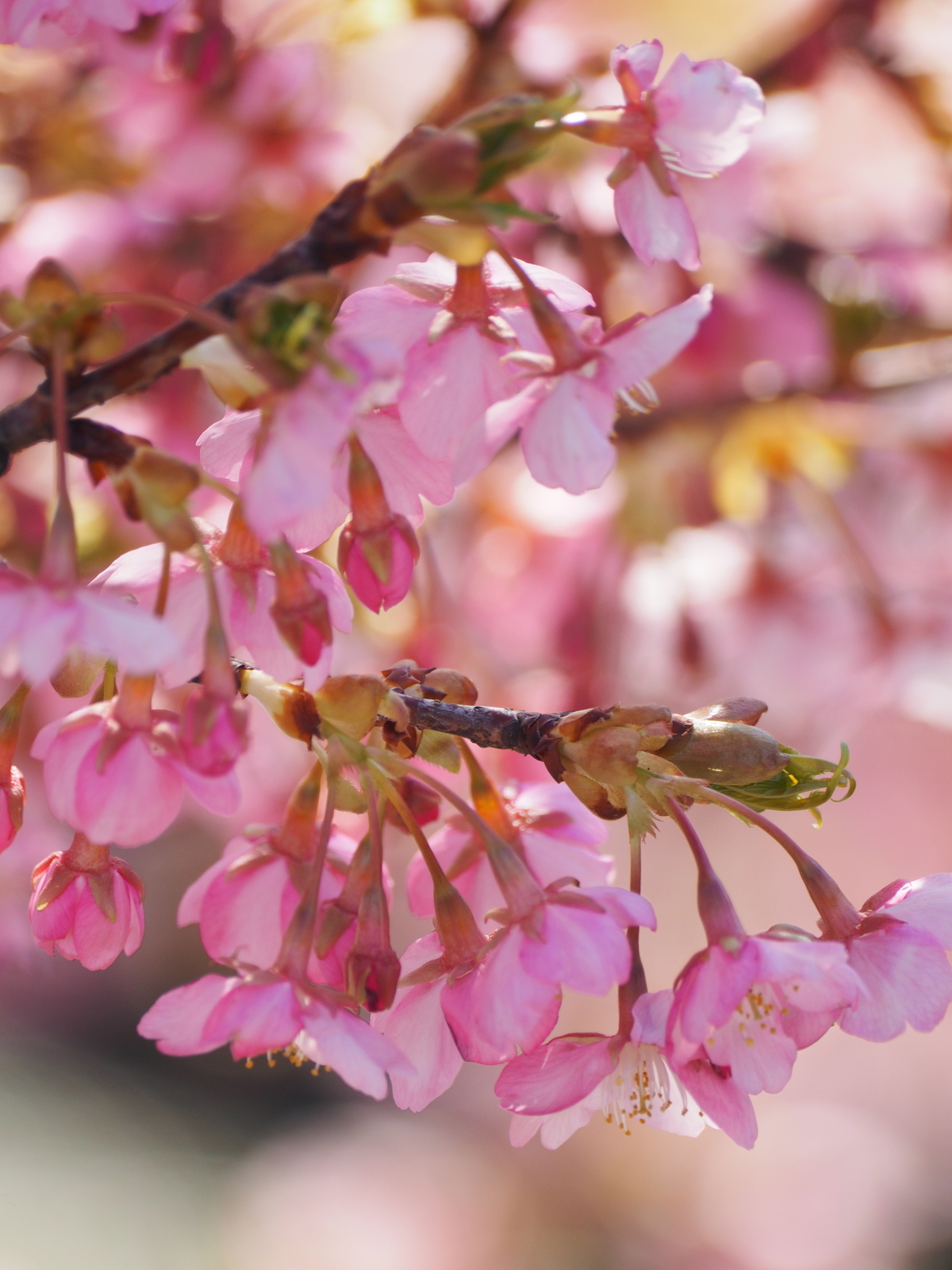 f:id:k10no3:20190309102204j:plain