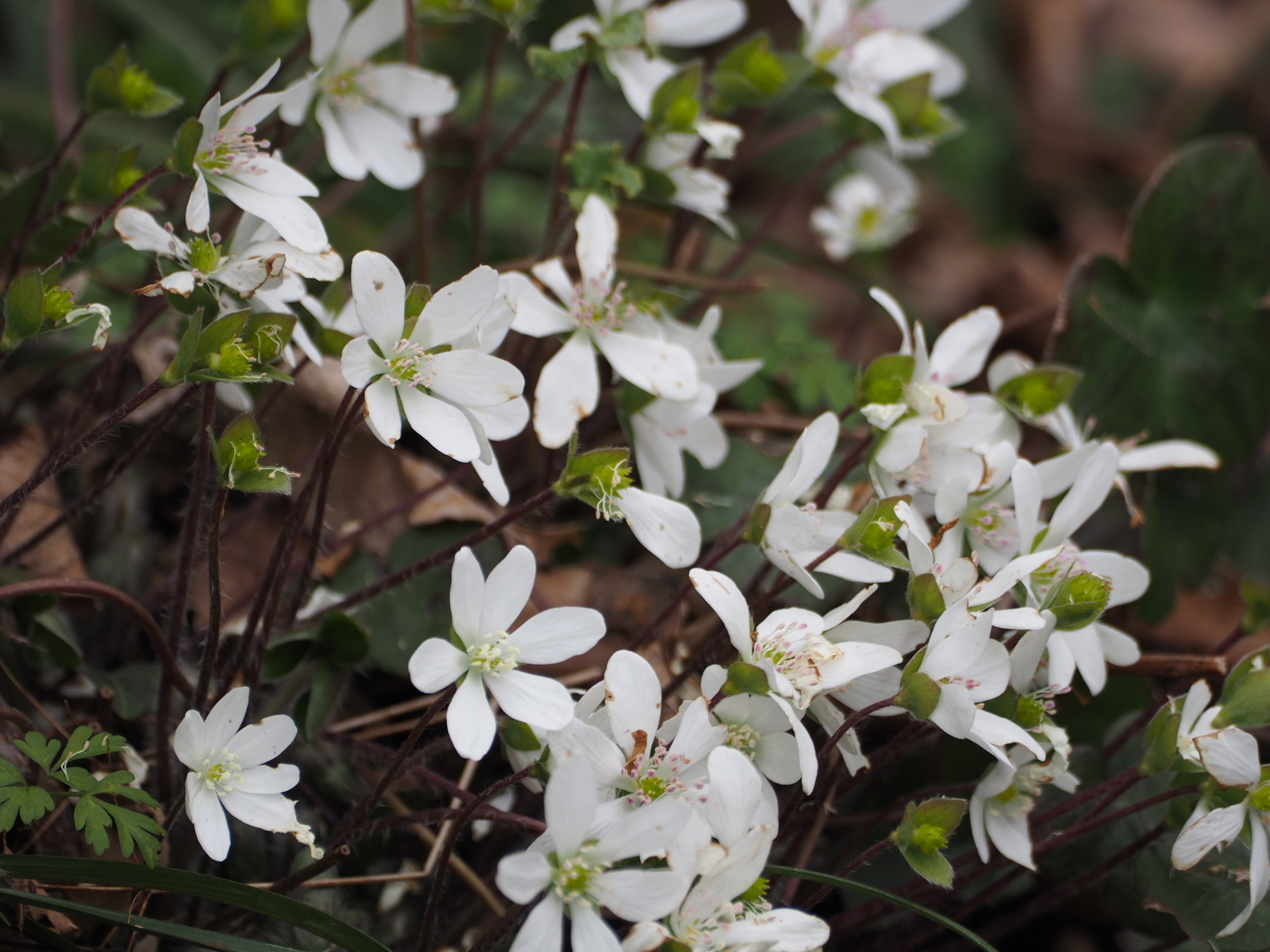 f:id:k10no3:20190323094018j:plain