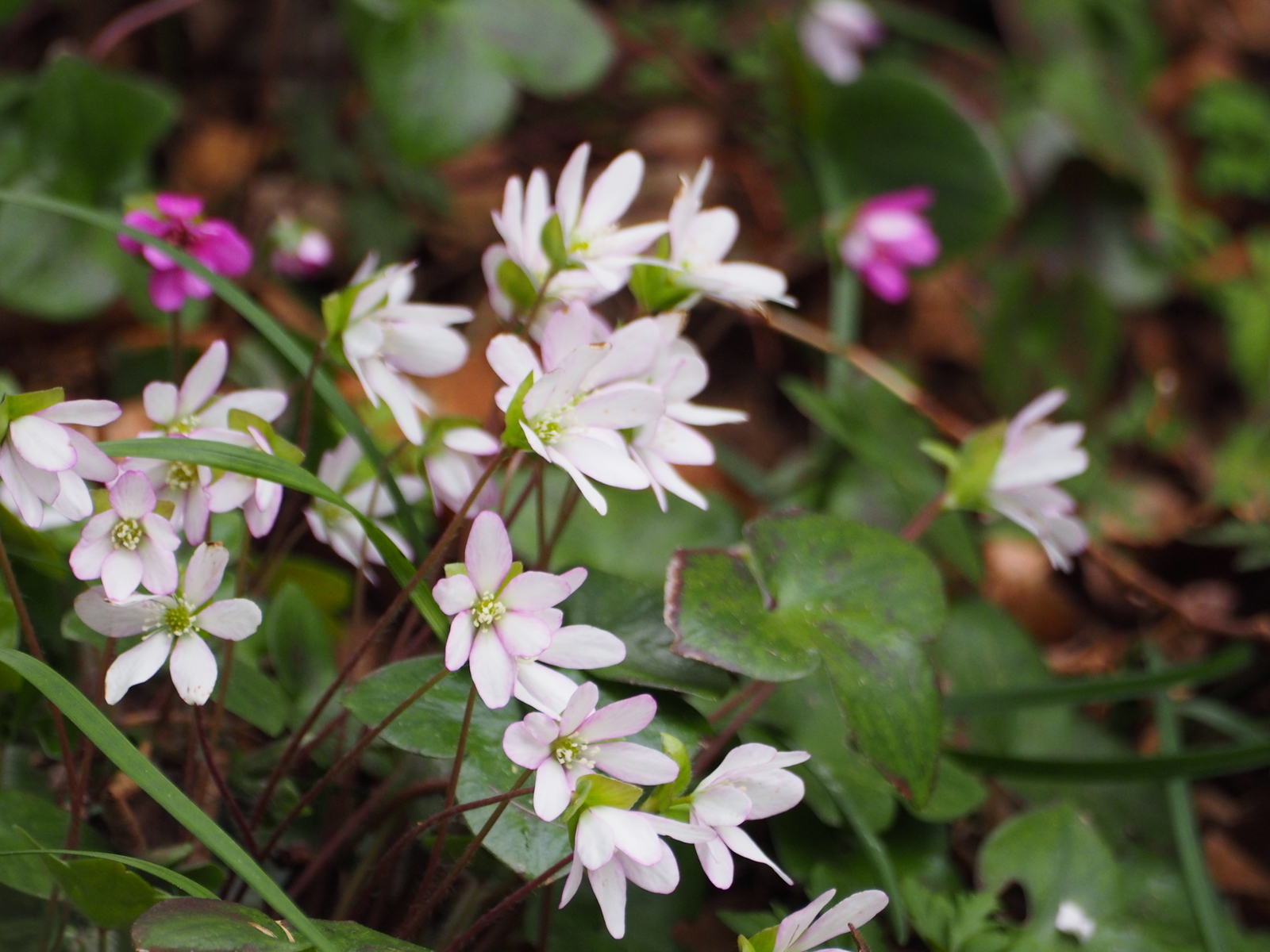 f:id:k10no3:20190323100303j:plain