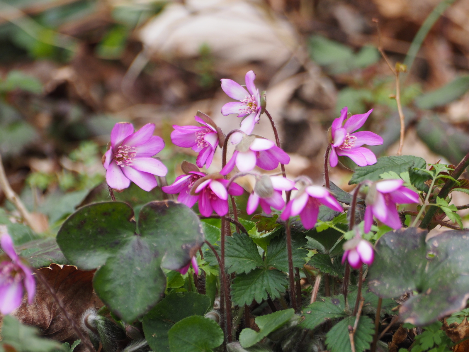 f:id:k10no3:20190323101004j:plain