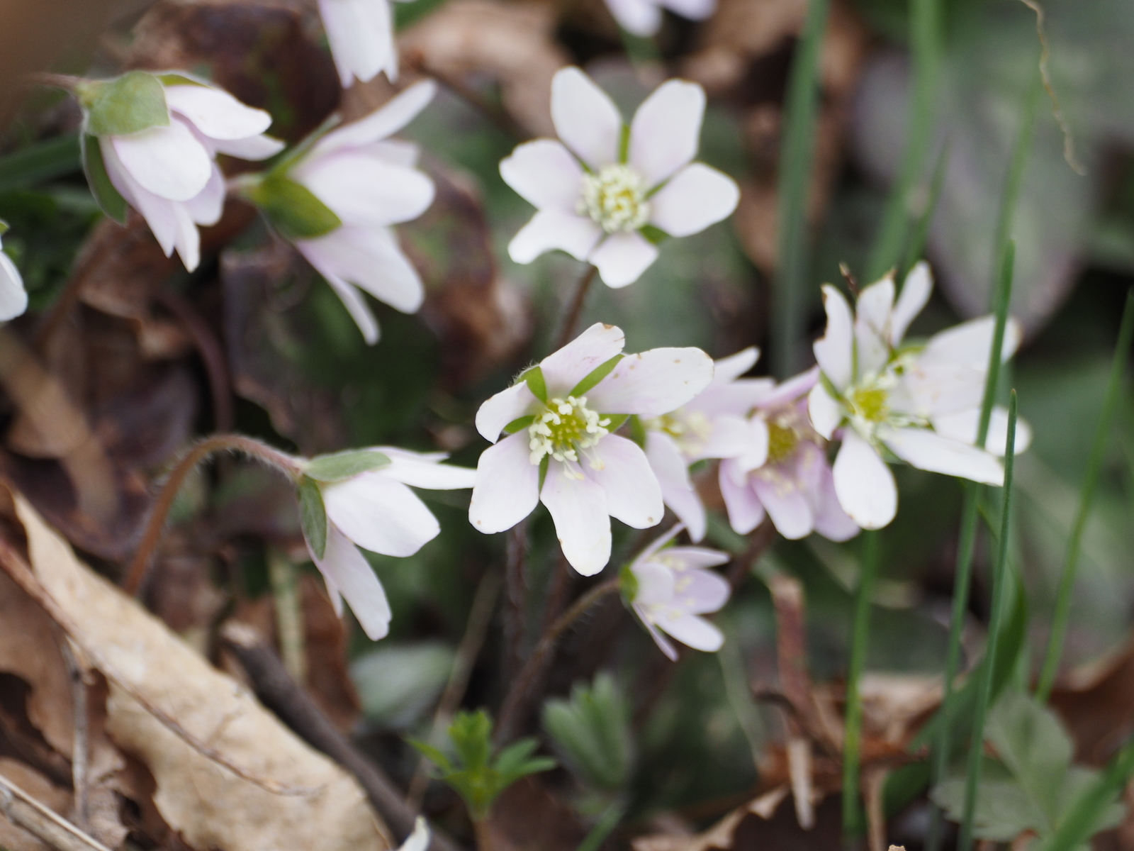 f:id:k10no3:20190323103749j:plain