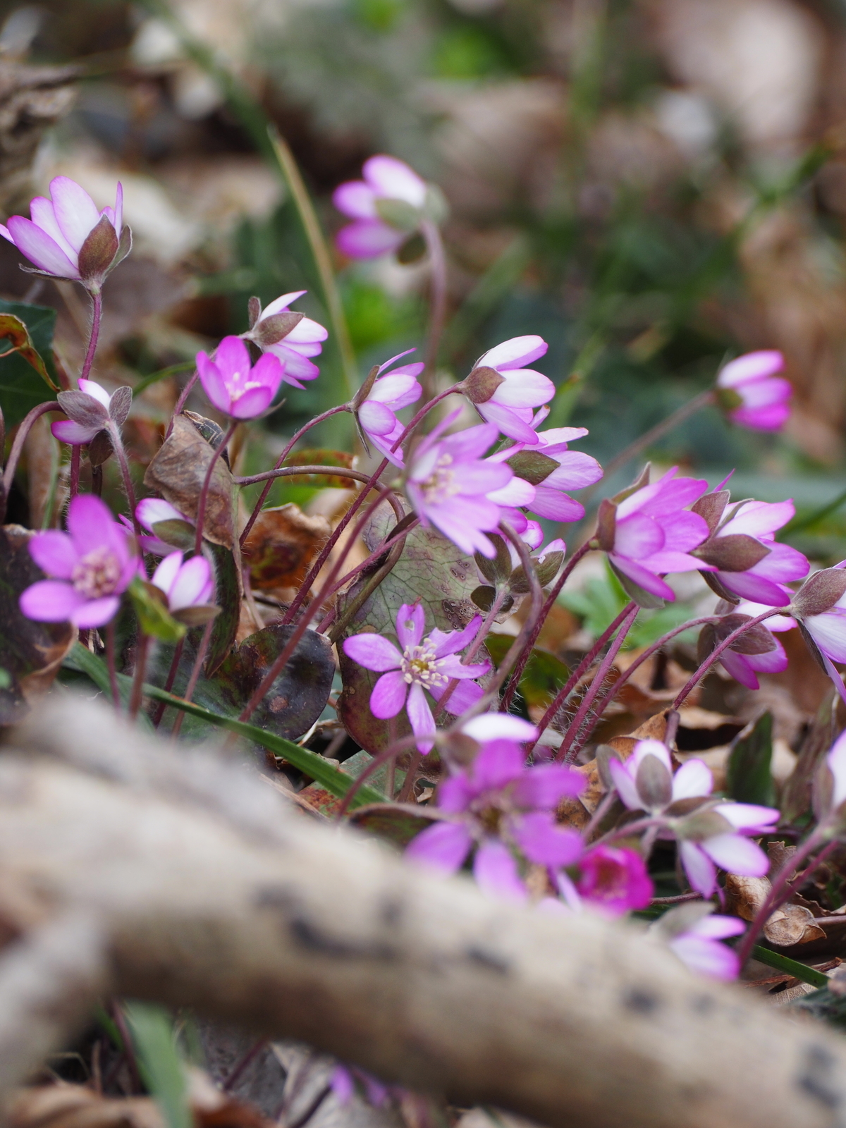 f:id:k10no3:20190323104327j:plain