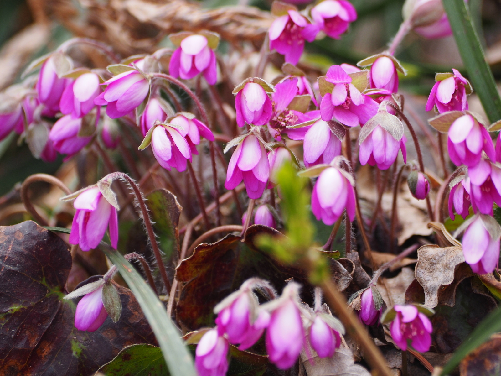 f:id:k10no3:20190323105537j:plain