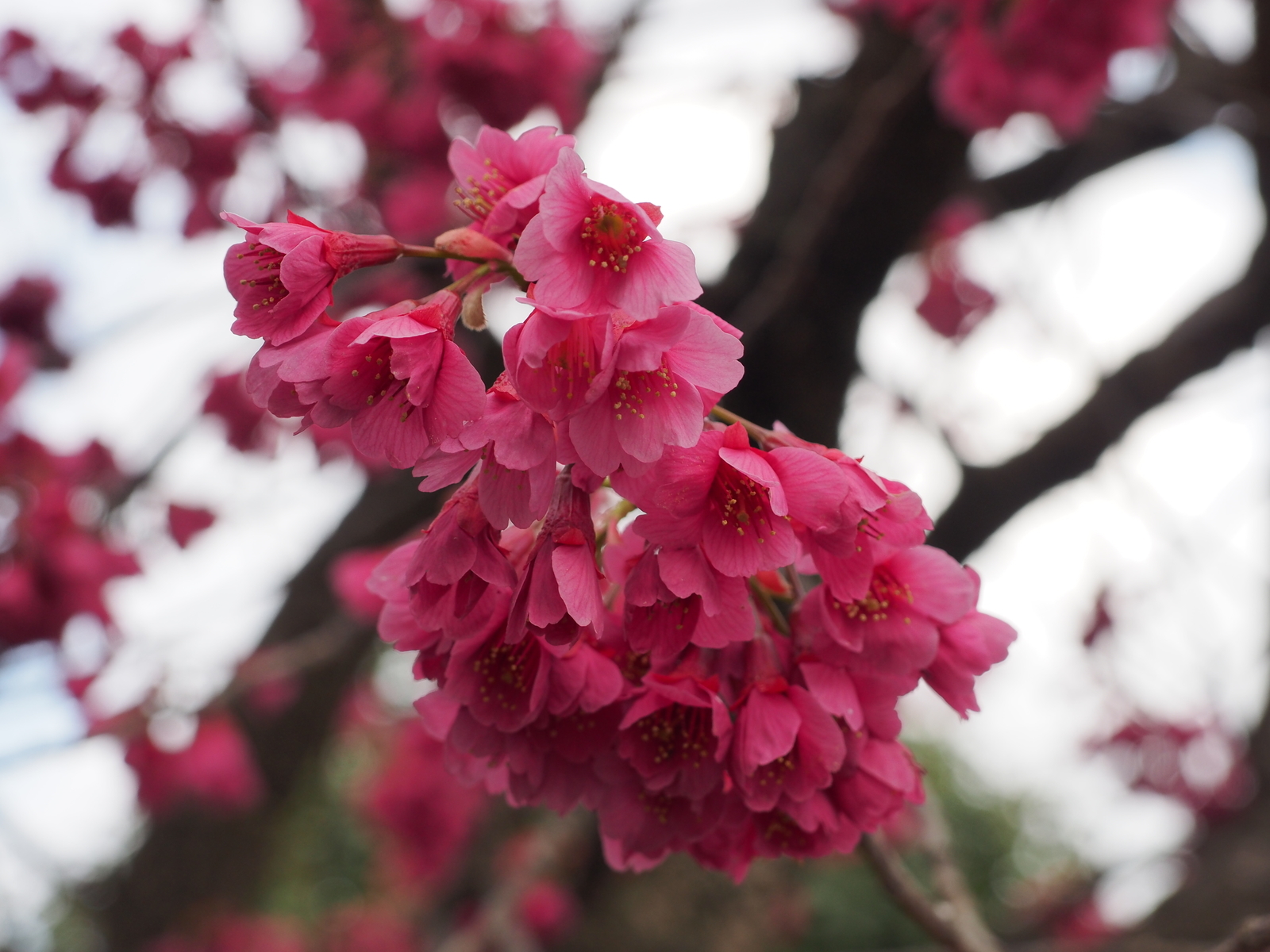 f:id:k10no3:20190324103202j:plain f:id:k10no3:20190324103202j:plain