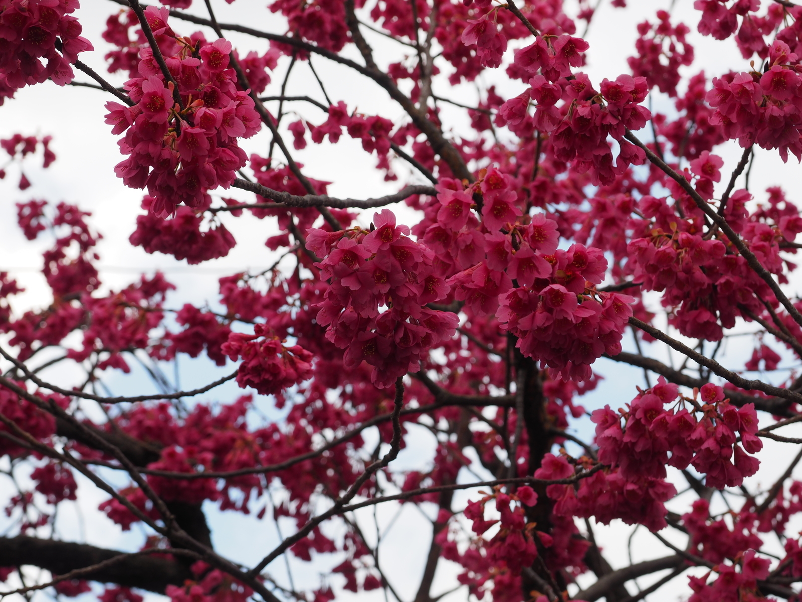 f:id:k10no3:20190324103312j:plain f:id:k10no3:20190324103312j:plain