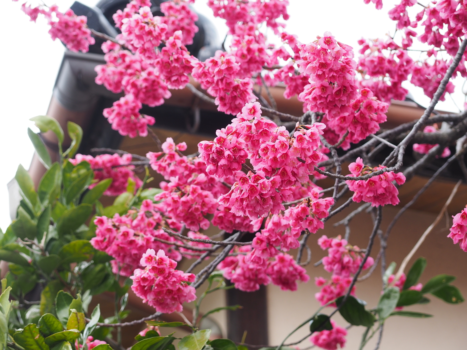 f:id:k10no3:20190324103323j:plain f:id:k10no3:20190324103323j:plain